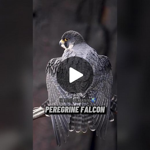 Halcón Peregrino: El Más Rápido en el Cielo