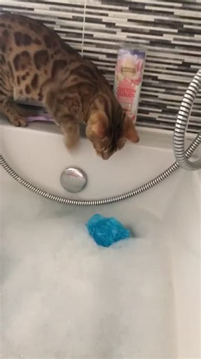 Hadn’t learnt his lesson after falling in the bath 😂 #catsoftiktok