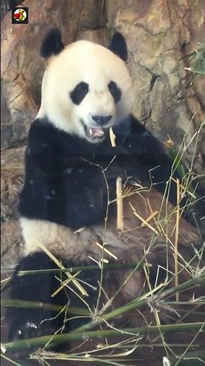 Cute Panda Sound 🐼