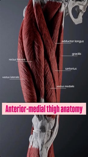 Dr. Ankita Bhagat (PT) | Anterio-medial thigh anatomy Anterior Compartment of Thigh – Anatomy QAThe anterior-medial thigh contains two main functional... | Instagram