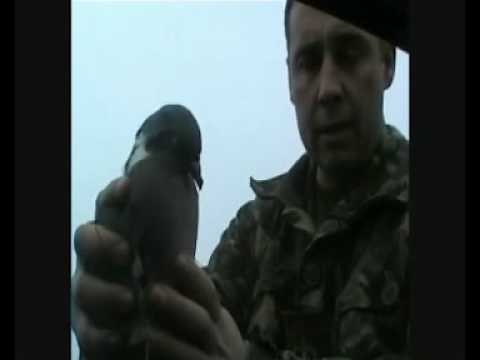 How to humanely dispatch pigeons.mpg