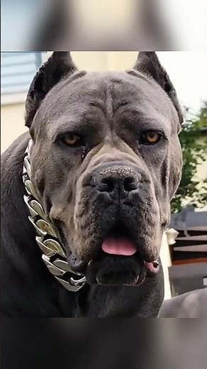 Two Homes, Two Completely Different Dogs #canecorso #training