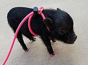 12-Foot Mini Pig Harness - Adjustable Leash for All Animals - Pigs, Ferrets, Rabbits, Guinea Pigs, Dogs, Cats, Reptile, and Chickens (Pink)