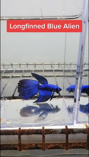 Prism Bettas on TikTok