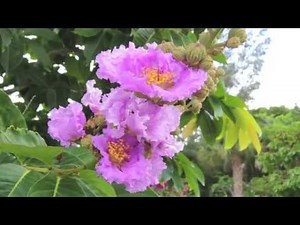 Flowering Trees Southwest Florida