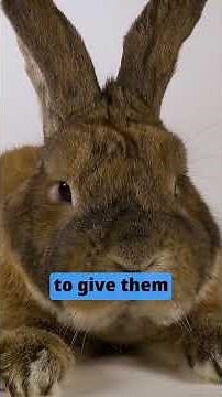 Your rabbit hates these things! #bunny #rabbit