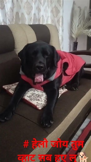 # are hamaar matlab aap whatsapp use karelu fair and lovely 🐕 short youtube feeds 🐕