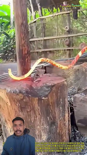 Transforming Coil Springs into Tools: Traditional Blacksmith Forging Explained #shortsfeed #shorts