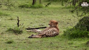 Cheetah Spots Hyenas In Distance—Incredible Wildlife Moment!