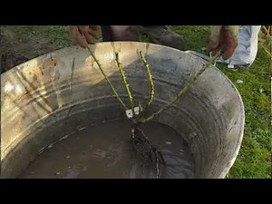 How to Plant and Care for a Bare Root Rose | Gardening Tips with Mat from Peter Beales Roses
