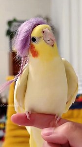 Adorable Cockatiel Tweety's Cute Tweeting Moments ✨🦜🤗 #cockatielscraze #birdsinging #cutepets #cockatielslove #cutepets #singingbird #funnybird #petstars #birdslovers #petbird #adorable #FeatheredFriends #cockatielsofinstagram #CockatielsCraze #cockatieltraining #lovelypets #cockatielsinging #cockatiel #cockatielsoftiktok #kawaii #petbirds #singingcockatiel #pets #cutecockatiel #adorablecockatiels #birdsinging #cockatielscraze #TooCuteToHandle #cute #cutepetstrending #birds #cocktails | Cockat