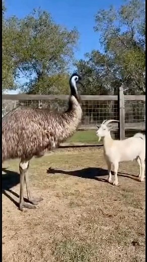 Emu Drop-Kicks the Screaming Goat 😱🦩🐐💥