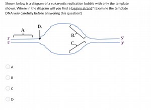 Shown below is a diagram of a eukaryotic replication bubble wit... | Filo