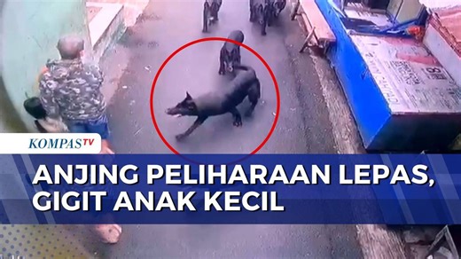 Terekam CCTV! Detik-Detik Kawanan Anjing Peliharaan Gigit Anak Kecil di Bandung | KOMPAS SIANG
