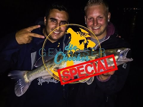 Zander angeln am Rhein / Gewässer checker / Big L mit Gummifisch auf Fluss Raubfische