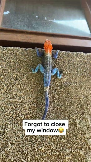 Forgot to close my window😂