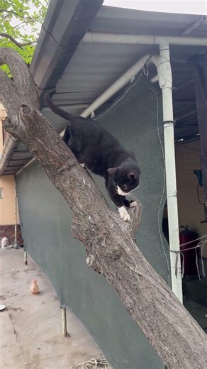 Smart Black Cat (Masha) Climbing Down a Tree 🐱 #bravetom #funnycats #cats #CartoonEraMind