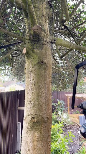 26K views · 143 reactions |  This is how we cat proof a tree to prevent cats from climbing up and escaping  #cats #trees #catproofgarden | ProtectaPet | Facebook