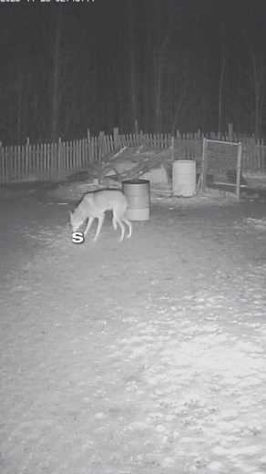 What is a Skinwalker? Exploring the Myth