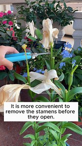Tips to help lilies bloom longer #garden #gardening #plants #planting #planthacks #gardenhacks #gardeningmakemehappy #gardeningtips #gardeningideas #gardeninspiration #gardenlove | Green Garden