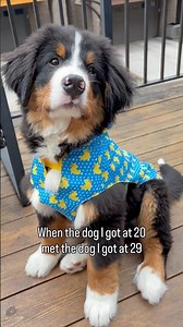 She has slowly come around 😅 #bernerlovers #bernesepuppy #olddogs #twodogs #bernerlovers