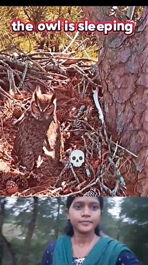 131K views · 270 reactions | owl vs Falcon #trending #animals #wildlife #birds #falcon #owl #fight #shorts #short #youtubeshorts | Movie Clips | Facebook