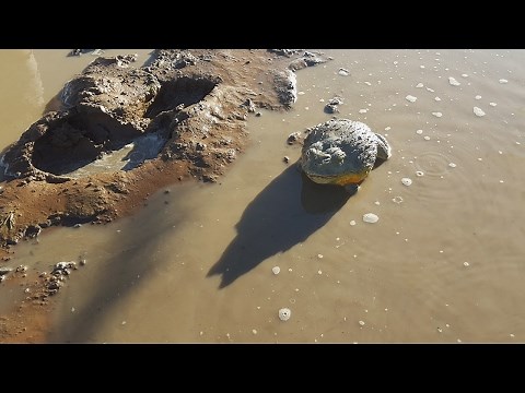 Giant Bullfrogs Surprise Attack