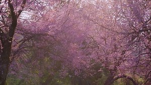 Sakura Cherry Blossom Bloom Park Sunlight Stock Footage Video (100% Royalty-free) 1008658897 | Shutterstock