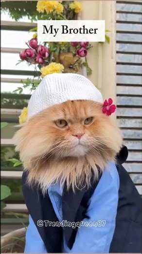 Cat Family On Friday 🥰😜.... #cat #cutecat #trendingqueen #cutepet #cute
