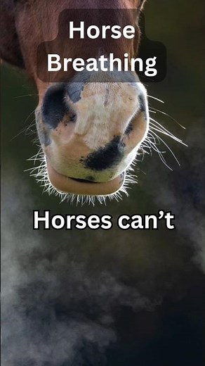 How Do Horses Breathe?