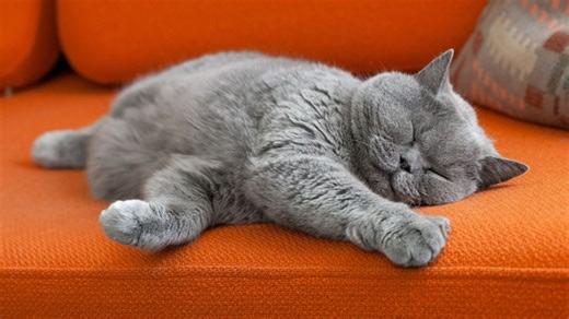 Votre chat dort dans cette position ? Voici ce que signifient ces 14 postures pour sa santé