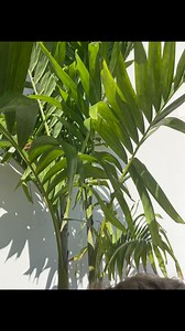 Izzy’s FIRST FLIGHT!!! NC, we love you so much! 😍😍😍 #Family #familyflight #Traveling #TravelingFamily #NorthCarolina #Charlotte #NC #Florida #Airport #FirstFlight #Airplane #PlaneRide #Baby #married #Reels #InstagramReels #FYP #ForYou #ChristianFamily #Love #MarriedLife | The Trues