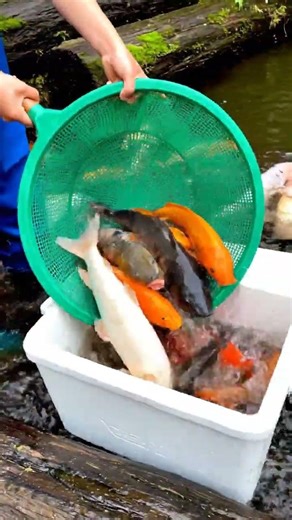 OMG! 😱 Found Baby Turtles & The RAREST Aquarium Fish in a TINY Pond! 🐠🐢