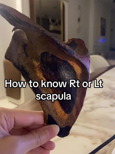 Identifying Right or Left Scapula: A Guide for Medical Students
