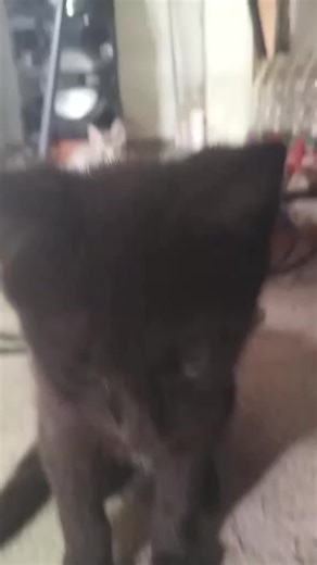 Videos de Ramon Cruz (@ramon.cruz616) con “súper miau malesmile - malesonrie”