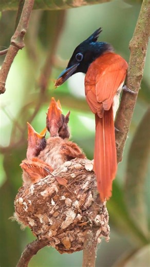 Paradise Flycatcher (Terpsiphone sp.)👇 The Paradise Flycatcher is a ribbon come alive, its long streaming tail trailing behind a glossy dark head and pale flowing body. In motion it looks weightless, like silk caught in a breeze. It darts through shaded trees with balletic turns, snapping insects from the air before floating back to a perch. Each glide redraws the space around it. Elegant, fluid, and dreamlike, the Paradise Flycatcher turns flight into poetry—movement stretched into pure grace.