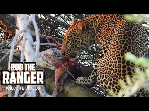 Male Leopard Eats Gazelle | Maasai Mara Safari | Zebra Plains