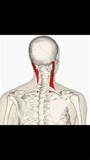 sternocleidomastoid muscle originate, ended and action