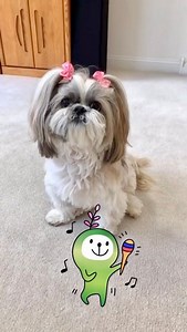 44K views · 2.9K reactions | Paws  crossed you agree with mom, I’m the cutest singing Shih Tzu!      #shihtzu #shihtzulovers #dog #doglover #dogoftheday #cutedogs #pet #doglife #cutenessoverload #shihtzulove #funnydogs #dogsoffacebook #shihtzupuppy #puppylove #puppylife #dogvideos #singingdog #howling | Lacey Shih Tzu | Facebook