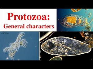 Protozoa | General characters of Protozoa | Protozoans | Main characters of protozoa