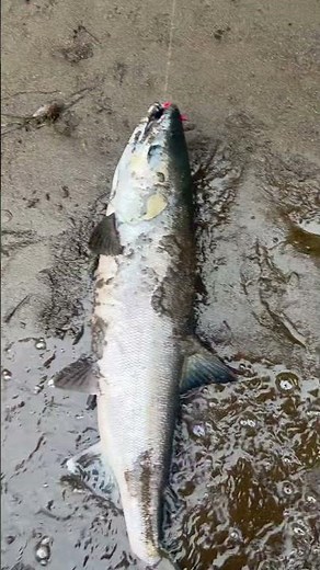 Green river Chum Salmon part 2 ( oct30th)