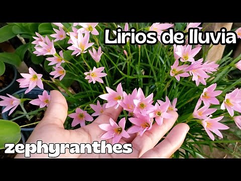 El secreto de los lirios de lluvia/ zephyrantes