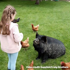 #WATCH We heard all about Pickle the pig that's more like a dog this morning, now here he is in action. Owner Craig Struthers managed to find some video of Pickle performing in exchange for a snack. | Morning Report