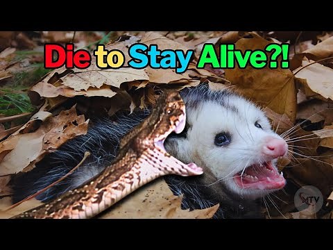 How Opossums Outsmart Every Predator