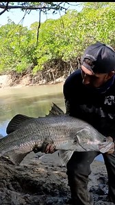 🔥Sight casting big barra🔥 There’s nothing better than watching big barra materialise, lock onto the lure and absolutely smoke it. Lukes Fishin Mission does it right, stalking fish and putting the Atomic Slim Twitcher straight in the danger zone. A lure barra simply can't resist. Chasing wild fish, in wild places, with the Atomic Slim Twitcher 🎣👌 #barramundi #atomiclures #fishingqld #adventurefishing #fishingreel | Atomic