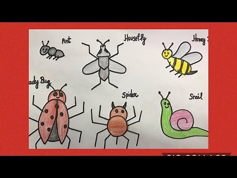 How to Draw Insects || Insects Drawing Easy || Drawing for kids and toddlers