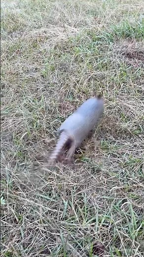 Armadillos are Fast! #shorts