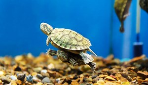 Can Turtles Breathe Through Their Butts? - All Turtles