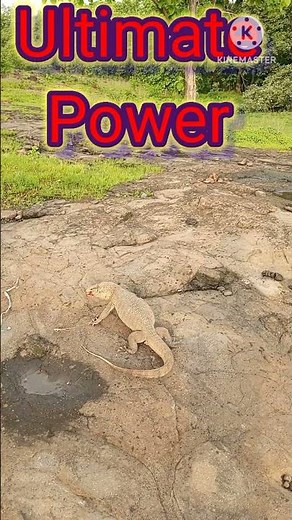 Biggest Monitor Lizard defence #ytshorts #lizard #attack