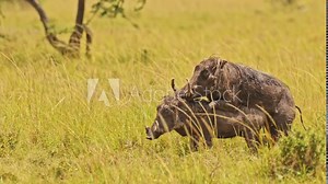 Slow Motion Shot of Warthogs mating in tall grass grasslands amongst greenery in nature, African Wildlife in Maasai Mara National Reserve, Kenya, Africa Safari Animals in Masai Mara North Conservancy